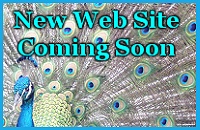 Web Site Coming Soon